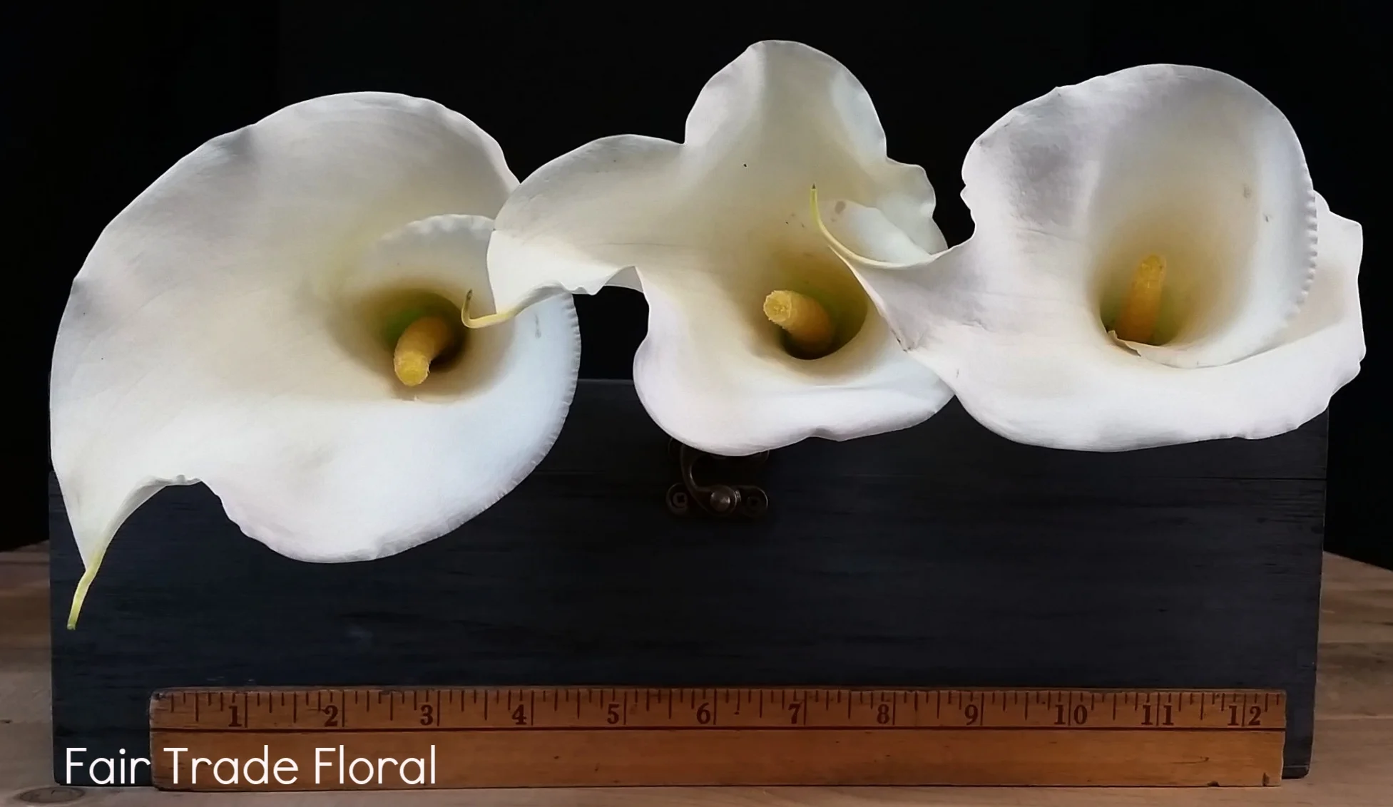 Calla Lily / OT. Lily-LA Lily — Fair Trade Floral